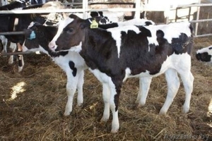 Закупаем Быки 100-200 кг. #1439942