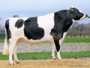 Закупаем Быки 200-300 кг. #1439931