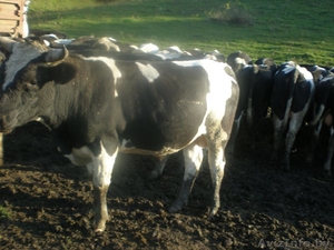 Закупаем Быки 300-400 кг. #1439929