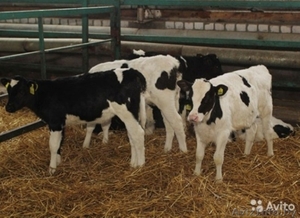 Закупаем Бычки до 100 кг. #1439946