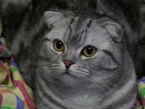 Вязка шотландского вислоухого мраморного окраса #1444458