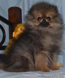 Щенок померанского шпица Шоне Хунд Фантик Бантик #1432384