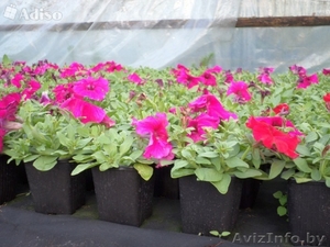 Петуния оптом и в розницу! #1427756