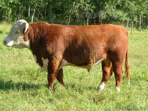 Закупаем Племенные Быки Герефордская порода #1439949