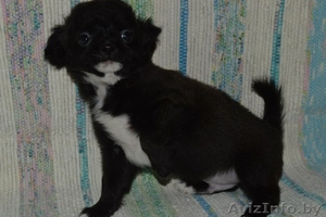 Супе-щенок чихуахуа #1443355