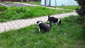 в добрые руки отдаются щенки #1427224