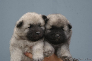 Щенки вольфшпица/кеесхонда #1432387