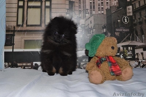 Девочка померанского шпица #1432385