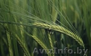 Рожь посевная (фуражная) #1445085