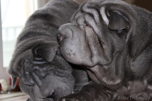 Шарпей щенки окрас голубой в Минске. #1443317