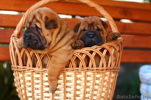 Шарпея щенки красного и махагон окраса в г.Минске. #1443269