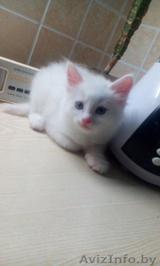 Котёнок,  добрый и ласковый!  #1439536