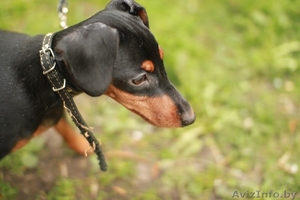 предлагаются щенки цвергпинчера #1431955
