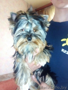  йоркшерский терьер девочка щенок #1427355