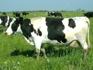 Закупаем Коровы высшей,  средней упитанности,  тощак. #1439940