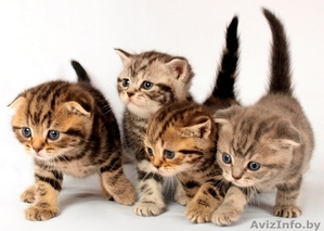 Продажа шотландских котят. #1444408