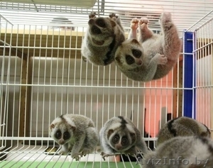 Лемур Лори Разведение лемуров от элитного  #1439500