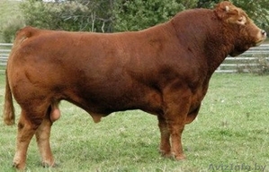 Закупаем Племенные Быки породы Лимузин #1439873