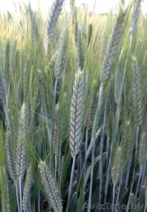 Ячмень обыкновенный (фуражный) #1445083