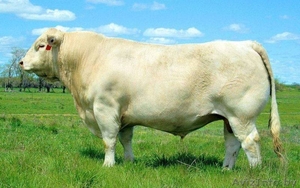 Закупаем Племенные Быки породы Шароле #1439845