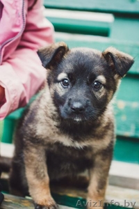 Щенок (девочка) в дар. Только в добрые руки! #1445284