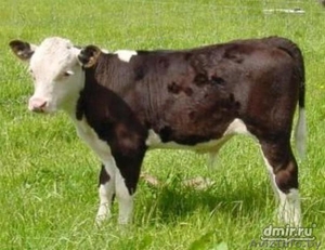 Закупаем Телята до 100 кг. #1439937