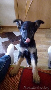 Отдам щенка девочку #1435460