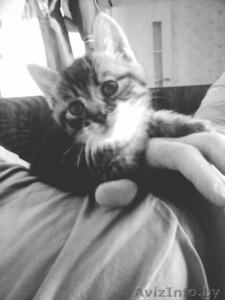 Котенок по имени Шнурок в дар #1447312