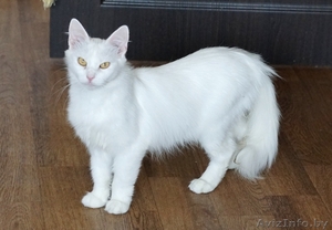 кошечка Пуся ищет дом #1459366