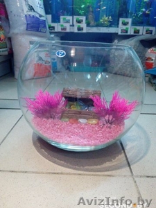 Аквариум 10 л с грунтом,  растением,  декорацией #1449333