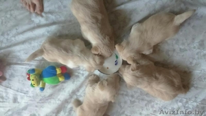 Щенки Скотч Терьера #1451667