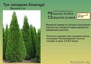 Туи,  декоративные кустарники,  многолетние цветы #1459403