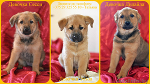 Преданные девчонки в дар!  #1448361