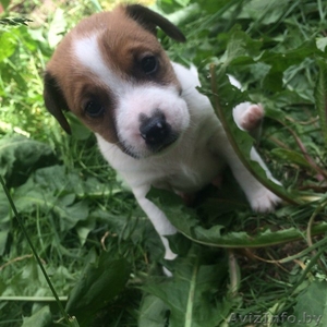 Джек Рассел терьера #1449176