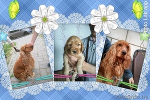 Щенок очаровашка #1449921