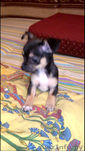 Той Терьер щенки #1452136