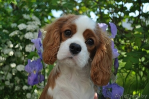 Продам щенков Кавалер Кинг Чарльз Спаниель #1453181