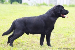 Чёрный подрощеный мальчик лабрадор,  титулованый #1454983