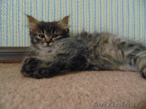 Которебёнок в поисках семьи! #1455902