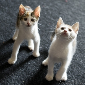 Очаровательные котятки в дар #1456274