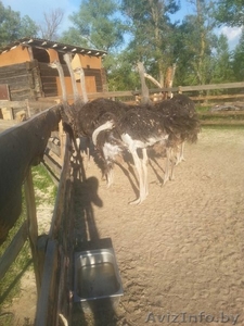 страусята  до  месяца  и  2015 года  рождения #1453062