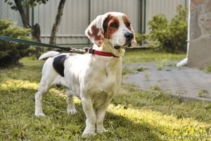 Метис бассета ищет дом #1455208