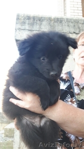 Отдаются в дар маленькие собачки #1456986