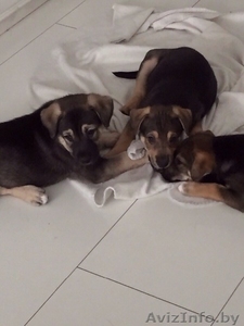 Прекрасные Щенки в хорошие руки даром #1455076