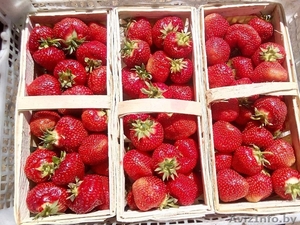 Самосбор Клубники #1452352