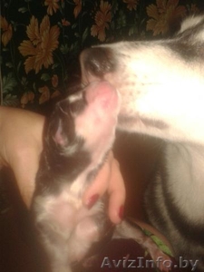 otyrb сибирская хаски #1458207