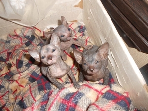 Чудесные и ласковые #1451932