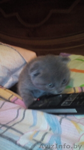 котята , британские #1437583