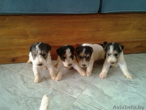 Щенки ж/ш фокстерьера #1447404