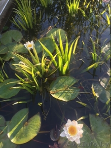 Продаю телорез алоэвидный #1454950